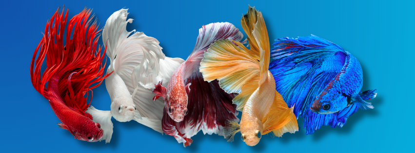 Betta Fish Expert Cover Image