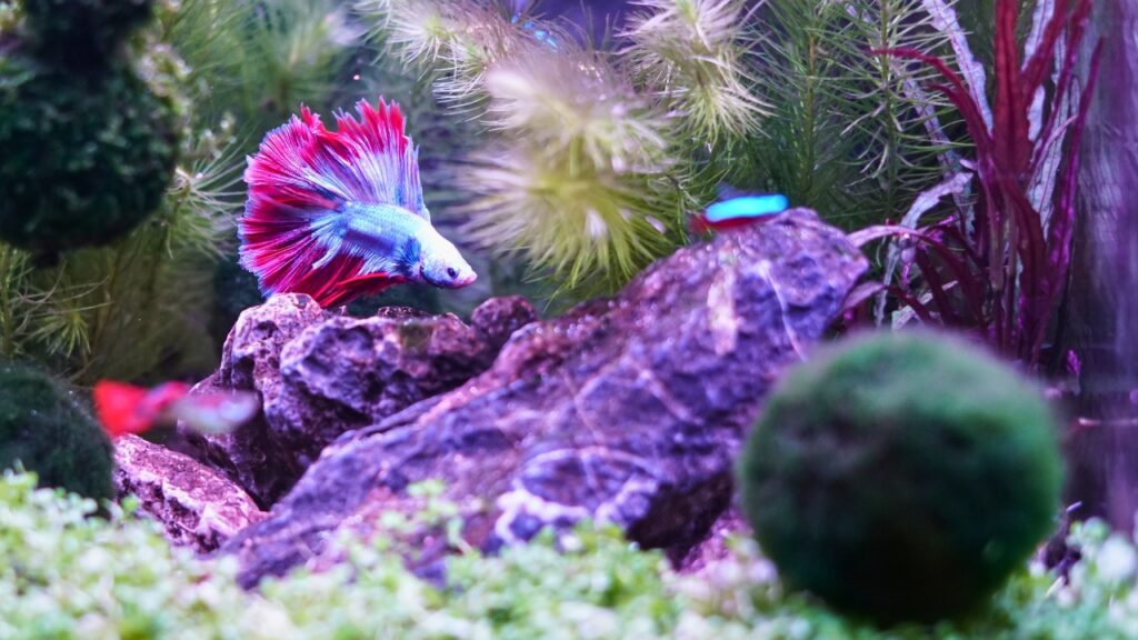 Betta Fish (Fighter Fish)