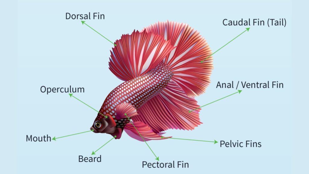 External Anatomy of a Betta Fish