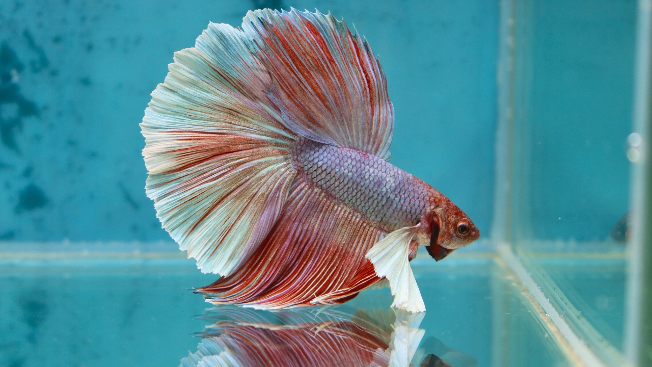 How Long Do Betta Fish Live - Betta Fish Lifespan