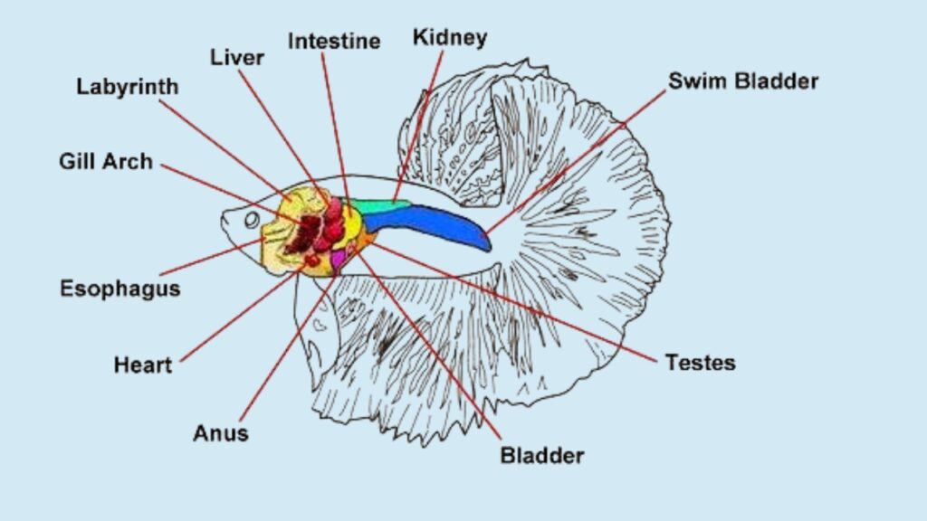 Internal Anatomy of a Betta Fish