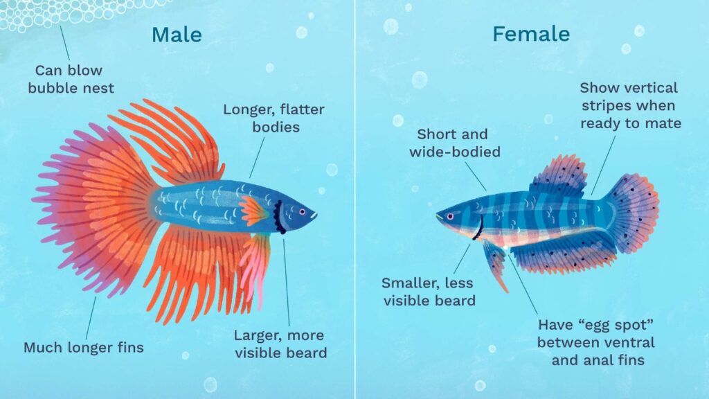 Male vs Female Betta Fish