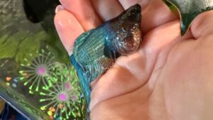 How to Cure Betta Fish Swim Bladder Disease