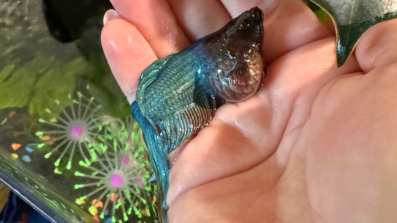 How to Cure Betta Fish Swim Bladder Disease