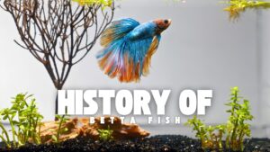 The History of Betta Fish (Siamese Fighting Fish)
