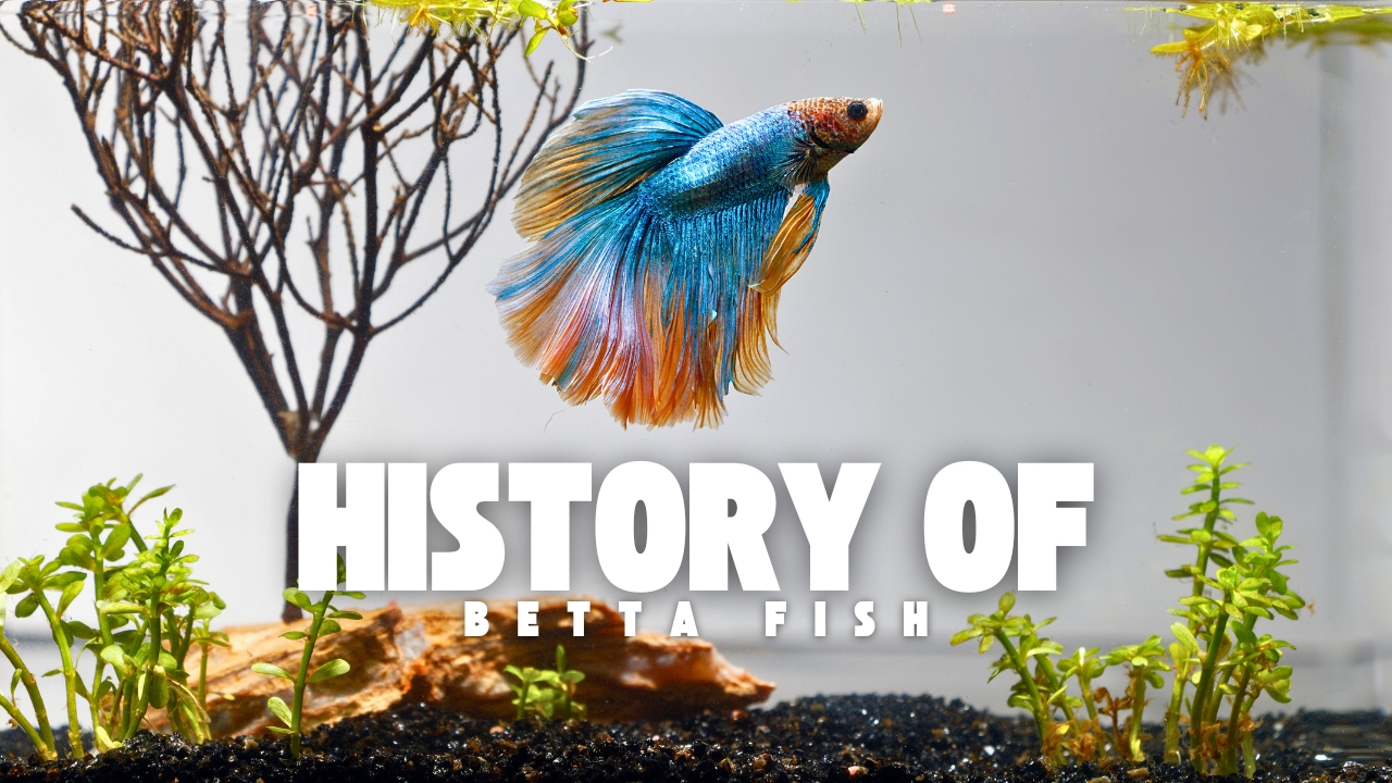 The History of Betta Fish (Siamese Fighting Fish)