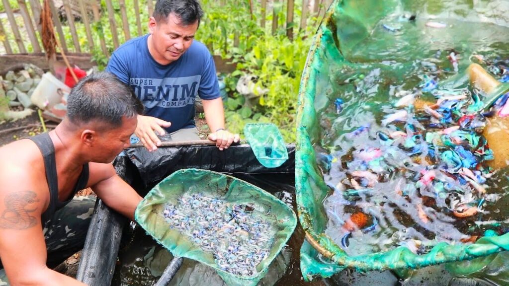 Where Do Betta Fish Come From