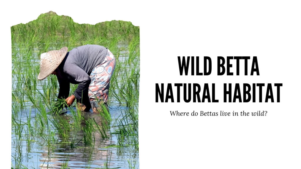 Where do Bettas live in the wild